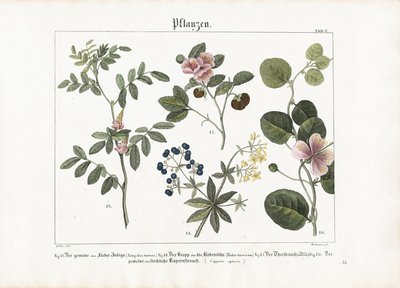 نباتات الصبغة وشجيرة الكبر بواسطة انطون واشسمان