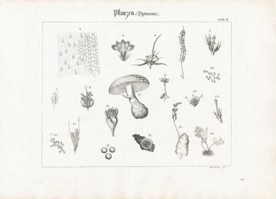 تشريح النباتات والأشكال الفطرية بواسطة Anton Wachsmann