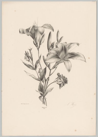 Twee Lilies Bloem en Fruit Studien (...] الحلقة العاشرة (عنوان المسلسل) بواسطة انطون فايس