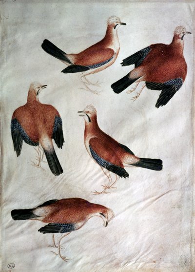 Five Jays ، من ألبوم Vallardi (مرحاض على ورق) بواسطة أنطونيو بيسانيلو
