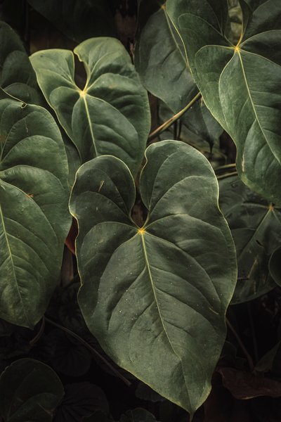 أنثوريوم أندراينوم V، 2024 (تصوير رقمي) بواسطة أنطونيو شوبيرت