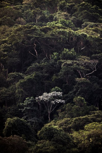 إمبوبا الثالث، 2019 (صورة رقمية) بواسطة أنطونيو شوبيرت