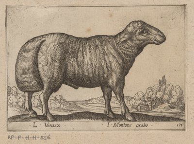 شواب عربي L Veruex / I Montone arabo (العنوان على الكائن) Dieren en fablewezens (عنوان المسلسل) مجموعة جديدة من أكثر الحيوانات فضولاً في العالم (عنوان المسلسل) بواسطة انطونيو تمبيستا