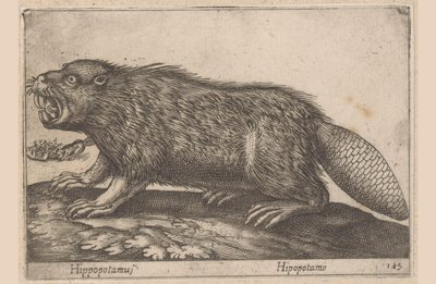 يشرب فرس النهر (العنوان على الكائن) Dieren en fablewezens (عنوان المسلسل) نوفا راكولتا دي لي أنيمالي بيو كوريوسي ديل موندو (عنوان المسلسل) بواسطة انطونيو تمبيستا