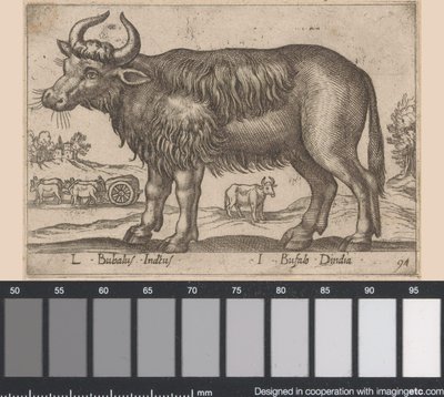 الجاموس L Bubalus Indicus / I Bufola Dindia (العنوان على الكائن) Dieren en fablewezens (عنوان المسلسل) مجموعة جديدة من أكثر الحيوانات فضولاً في العالم (عنوان المسلسل) بواسطة انطونيو تمبيستا