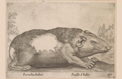 كافيا Pocellus d