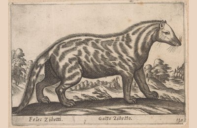 سيفتكات Feles Civets / Civet Cat (العنوان على الكائن) Dieren en fabelwezens (عنوان المسلسل) مجموعة جديدة من أكثر الحيوانات فضولاً في العالم (عنوان المسلسل) بواسطة انطونيو تمبيستا
