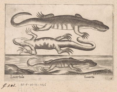 ثلاثة تنانين Lizard / Lucerta (العنوان على الكائن) Dieren en fablewezens (عنوان المسلسل) مجموعة جديدة من أكثر الحيوانات فضولاً في العالم (عنوان المسلسل) بواسطة انطونيو تمبيستا