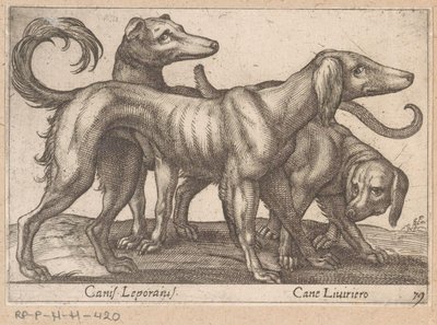 ثلاثة كلاب Canis Leporius / Cane Liviriero (العنوان على الكائن) الحيوانات والمخلوقات الأسطورية (عنوان السلسلة) نوفا راكولتا دي لي أنيمالي بيو كوريوسي ديل موندو (عنوان المسلسل) بواسطة انطونيو تمبيستا