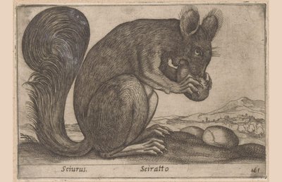 اخورن Sciurus / Sciratto (العنوان على الكائن) Dieren en fabelwezens (عنوان المسلسل) حيوان صغير فضولي جديد في العالم (عنوان المسلسل) بواسطة انطونيو تمبيستا
