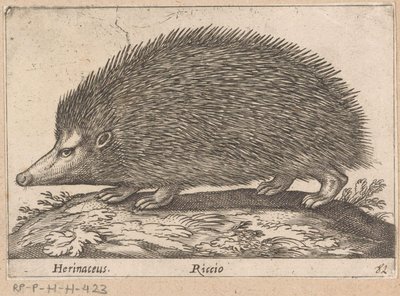 ايجيل Herinaceus / Riccio (العنوان على الكائن) Dieren en fabelwezens (عنوان المسلسل) مجموعة جديدة من حيوانات العالم الغريبة (عنوان المسلسل) بواسطة انطونيو تمبيستا