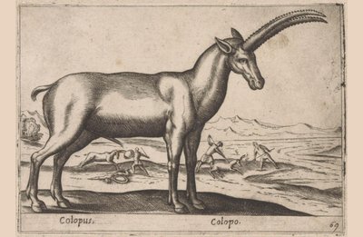 ماعز Colopus / Colopo (العنوان على الكائن) Dieren en fablewezens (عنوان المسلسل) مجموعة جديدة من أكثر الحيوانات فضولاً في العالم (عنوان المسلسل) بواسطة انطونيو تمبيستا