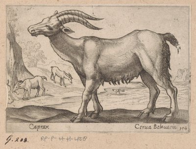 الجواهر Caprax / Cerua Belzuaria (العنوان على الكائن) Dieren en fablewezens (عنوان المسلسل) مجموعة جديدة من أكثر الحيوانات فضولاً في العالم (عنوان المسلسل) بواسطة انطونيو تمبيستا
