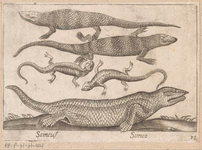 هاجيدسن Skincus (العنوان على الكائن) Dieren en fablewezens (عنوان المسلسل) نوفا راكولتا دي لي أنيمالي بيو كوريوسي ديل موندو (عنوان المسلسل) بواسطة انطونيو تمبيستا
