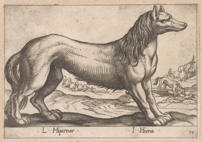 ضبع L Hijanae / I Hiena (العنوان على الكائن) Dieren en fabelwezens (عنوان المسلسل) مجموعة جديدة من الحيوانات الغريبة في العالم (عنوان المسلسل) بواسطة انطونيو تمبيستا