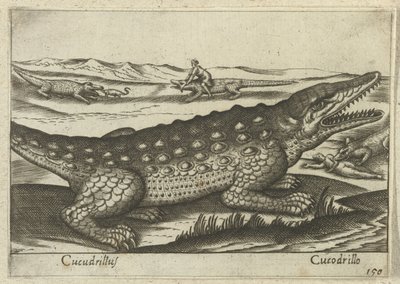 تمساح Cucodrillus / Cucodrillo (العنوان على الكائن) Dieren en fablewezens (عنوان المسلسل) مجموعة جديدة من أكثر الحيوانات فضولاً في العالم (عنوان المسلسل) بواسطة انطونيو تمبيستا