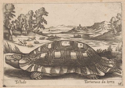 Landschildpad Testudo / السلاحف الأرضية (العنوان على الكائن) Dieren en fabelwezens (عنوان المسلسل) مجموعة جديدة من أكثر الحيوانات فضولاً في العالم (عنوان المسلسل) بواسطة انطونيو تمبيستا