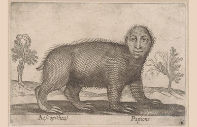 كسل Aescopitheus / Papione (العنوان على الكائن) الحيوانات والمخلوقات الأسطورية (عنوان السلسلة) نوفا راكولتا دي لي أنيمالي بيو كوريوسي ديل موندو (عنوان المسلسل) بواسطة انطونيو تمبيستا