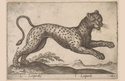 فهد L Leopardus / I Leopardo (العنوان على الكائن) Dieren en fablewezens (عنوان المسلسل) مجموعة جديدة من أكثر الحيوانات فضولاً في العالم (عنوان المسلسل) بواسطة انطونيو تمبيستا
