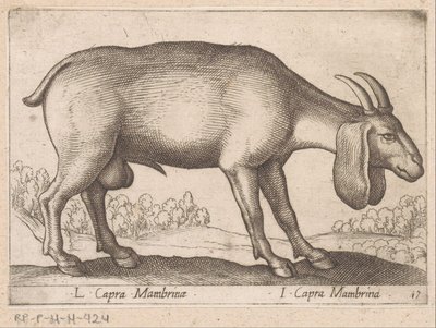 Mambrina geit L Capra Mambrinae / I Capra Mambrina (العنوان على الكائن) Dieren en fablewezens (عنوان السلسلة) مجموعة جديدة من أكثر الحيوانات فضولًا في العالم (عنوان السلسلة) بواسطة انطونيو تمبيستا