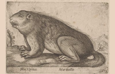 يغمغم Alpine Mouse / Marmotta (العنوان على الكائن) Dieren en fablewezens (عنوان المسلسل) نوفا راكولتا دي لي أنيمالي بيو كوريوسي ديل موندو (عنوان المسلسل) بواسطة انطونيو تمبيستا