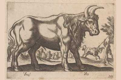 ثور Vrus / Vro (العنوان على الكائن) Dieren en fablewezens (عنوان المسلسل) مجموعة جديدة من أكثر الحيوانات فضولاً في العالم (عنوان المسلسل) بواسطة انطونيو تمبيستا