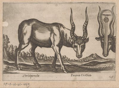 اثنين من الظباء Striciperote / Cretan Cattle (العنوان على الكائن) Dieren en fablewezens (عنوان المسلسل) نوفا راكولتا دي لي أنيمالي بيو كوريوسي ديل موندو (عنوان المسلسل) بواسطة انطونيو تمبيستا