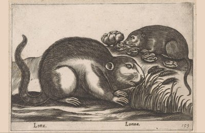 اثنين من المسكرات Lonx / Lonza (العنوان على الكائن) الحيوانات والمخلوقات الأسطورية (عنوان السلسلة) نوفا راكولتا دي لي أنيمالي بيو كوريوسي ديل موندو (عنوان المسلسل) بواسطة انطونيو تمبيستا