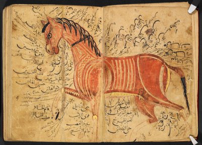 فرس من كتاب البيضاء لأزدي أحمد بن عتيق. بواسطة المدرسة العربية