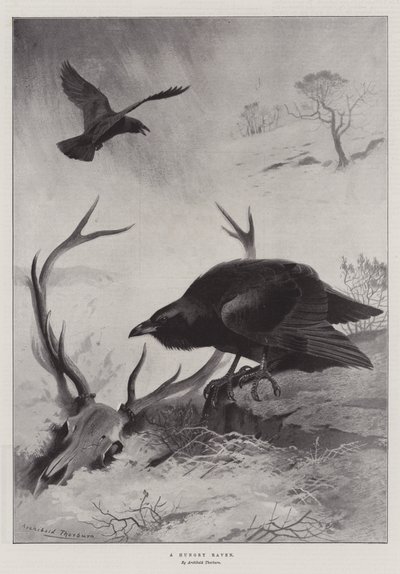 الغراب الجائع بواسطة Archibald Thorburn