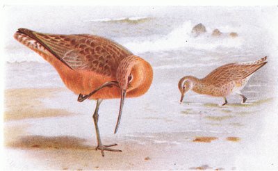 شريط Tailed Godwit ، من طيور الجزر البريطانية وبيضها ، نشرته شركة فريدريك وارن وشركاه المحدودة ، 1958 بواسطة أرشيبالد ثوربورن