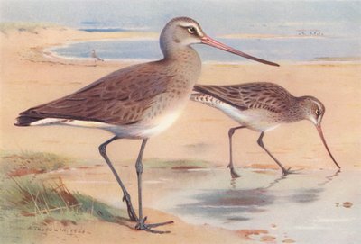 طائر الغودويت أسود الذيل (شتاءً)، طائر الغودويت أسود الذيل (شتاءً) (صورة حجرية ملونة) بواسطة أرشيبالد ثوربورن