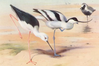 طائر الطائر أسود الجناحين أسود الجناحين، الأفوكيت، الزقزاق الرمادي (صيفي) (صورة حجرية ملونة) بواسطة أرشيبالد ثوربورن