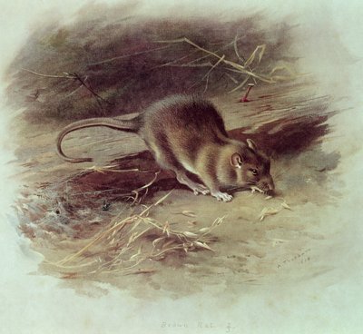 الجرذ البني (Rattus norvegicus) 1918 بواسطة أرشيبالد ثوربورن