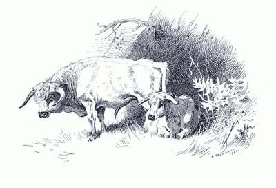 الماشية ، من ثوربيرن الثدييات التي نشرتها Longmans and Co ، c. 1920 (ليثو) بواسطة أرشيبالد ثوربورن