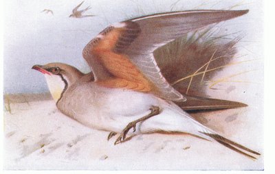 Collared Pratincloe ، من طيور الجزر البريطانية وبيضها الذي نشرته شركة Frederick Warne & Co Ltd ، 1958 بواسطة أرشيبالد ثوربورن