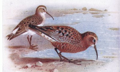 Curlew Sandpiper ، من طيور الجزر البريطانية وبيضها الذي نشرته شركة Frederick Warne & Co Ltd ، 1958 بواسطة Archibald Thorburn