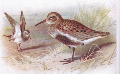 Dunlin (الصيف والشتاء) ، من طيور الجزر البريطانية وبيضها ، نشرتها شركة Frederick Warne & Co Ltd ، 1958 بواسطة أرشيبالد ثوربورن