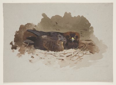 نسر على العش ، حوالي عام 1915 (ألوان مائية ولون جسم فوق قلم رصاص على ورق) بواسطة أرشيبالد ثوربورن