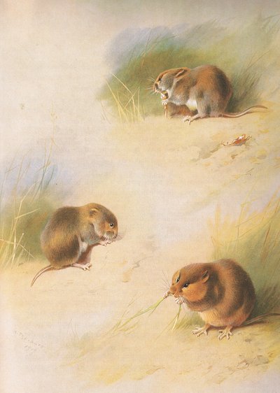 Field Vole و Bank Vole و Orkney Vole ، من Thorburns Mammals التي نشرتها Longmans and Co ، c. 1920 بواسطة أرشيبالد ثوربورن