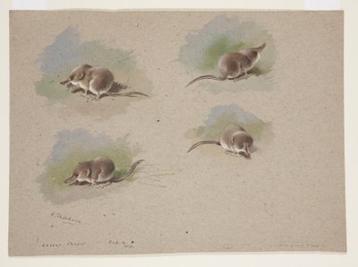 Four vignettes of lesser shrew, c.1915 (watercolor & bodycolour over pencil on paper) بواسطة أرشيبالد ثوربورن