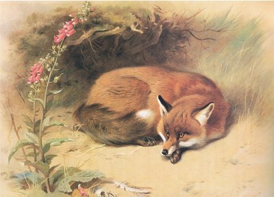 الثعلب مع Foxgloves ، من الثدييات ثوربورنس التي نشرتها Longmans and Co ، c. 1920 بواسطة أرشيبالد ثوربورن