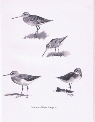 Godwits و Green Sandpipers ، 1938 بواسطة أرشيبالد ثوربورن