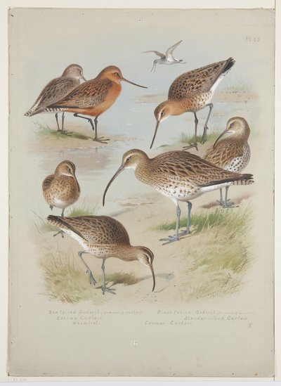 Godwits and curlews ، حوالي عام 1915 (ألوان مائية ولون للجسم على اللوحة) بواسطة أرشيبالد ثوربورن