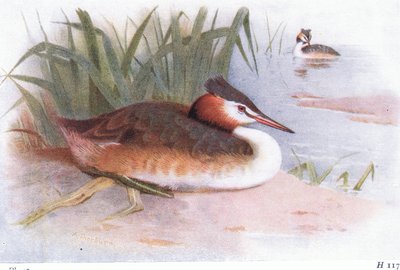 العظمى متوج Grebe بواسطة أرشيبالد ثوربورن