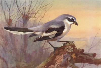طائر الصرصور الرمادي الكبير (طباعة حجرية ملونة) بواسطة أرشيبالد ثوربورن
