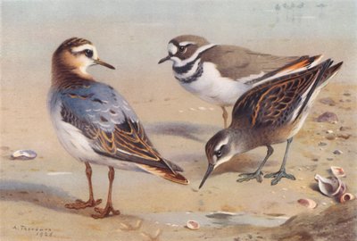 طائر الفالاروب الرمادي (الخريف)، الزقزاق الكيلدير بلوفر، طائر الفالاروب أحمر العنق (غير ناضج) (صورة حجرية ملونة) بواسطة أرشيبالد ثوربورن