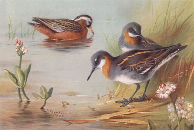 طائر الفالاروب الرمادي (صيفي)، طائر الفالاروب أحمر العنق (صيفي) (ليثو ملون) بواسطة أرشيبالد ثوربورن