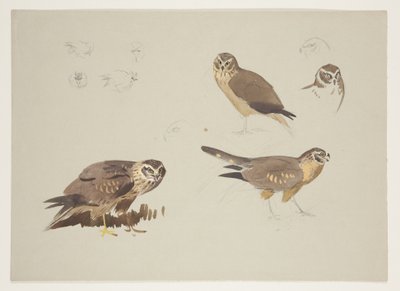 Harrier and ruff, c.1915 (watercolor & bodycolour over pencil on paper) بواسطة أرشيبالد ثوربورن