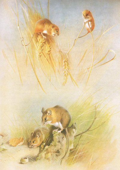 Harvest Mouse و Wood Mouse ، من Thorburns Mammals نشرتها Longmans and Co ، c. 1920 بواسطة أرشيبالد ثوربورن
